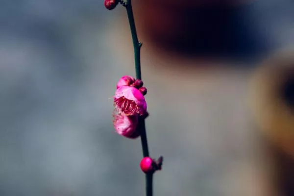 梅花和臘梅是一種花嗎 有什么區(qū)別