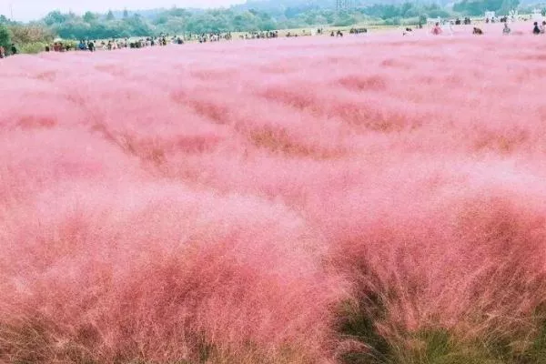 佛山秋天有什么花 賞花地點推薦