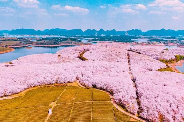 貴州平壩櫻花園在哪里 地址及交通指南