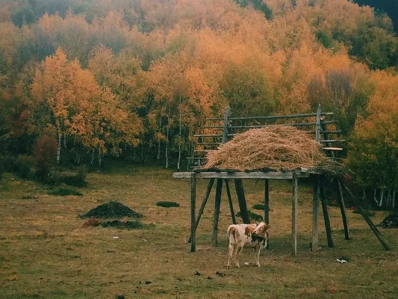 香格里拉有什么景點(diǎn) 好玩嗎