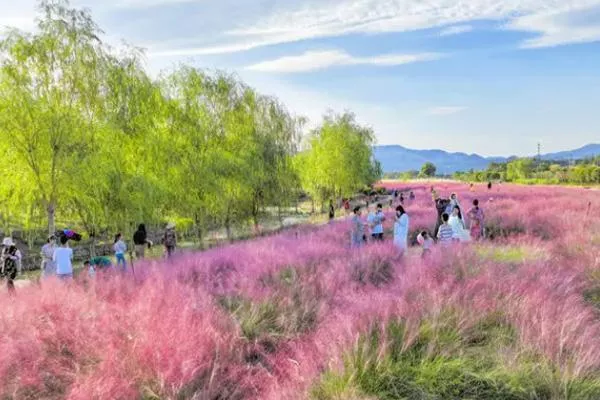 無(wú)錫粉黛花海在哪里乘幾路公交車