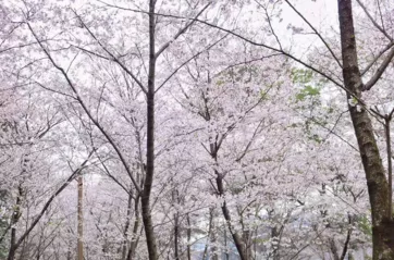 武漢有什么旅游景點 武漢三日游攻略