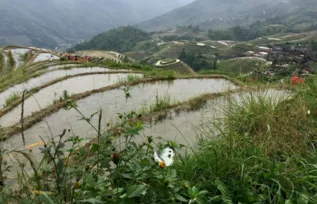 龍脊梯田的旅游攻略  龍脊梯田好玩嗎