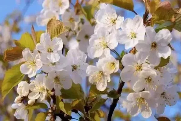 新疆四月賞花去哪里-賞花地址