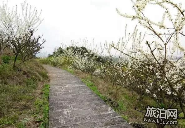 重庆梨花山游记 梨花山游玩攻略