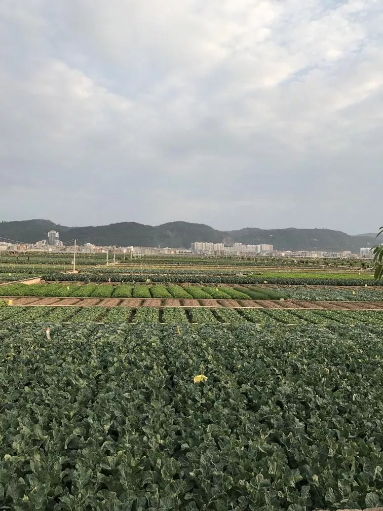 杞麓湖國(guó)家濕地公園自助旅游攻略