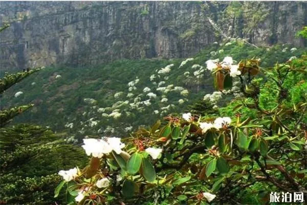 昆明轎子雪山杜鵑花什么時候開