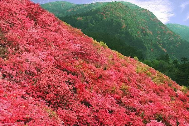 武漢紅葉哪里看最好的地方 武漢看紅葉去哪里最好