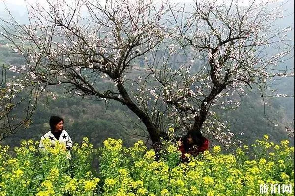 新昌后金山村油菜花什么時(shí)候開?