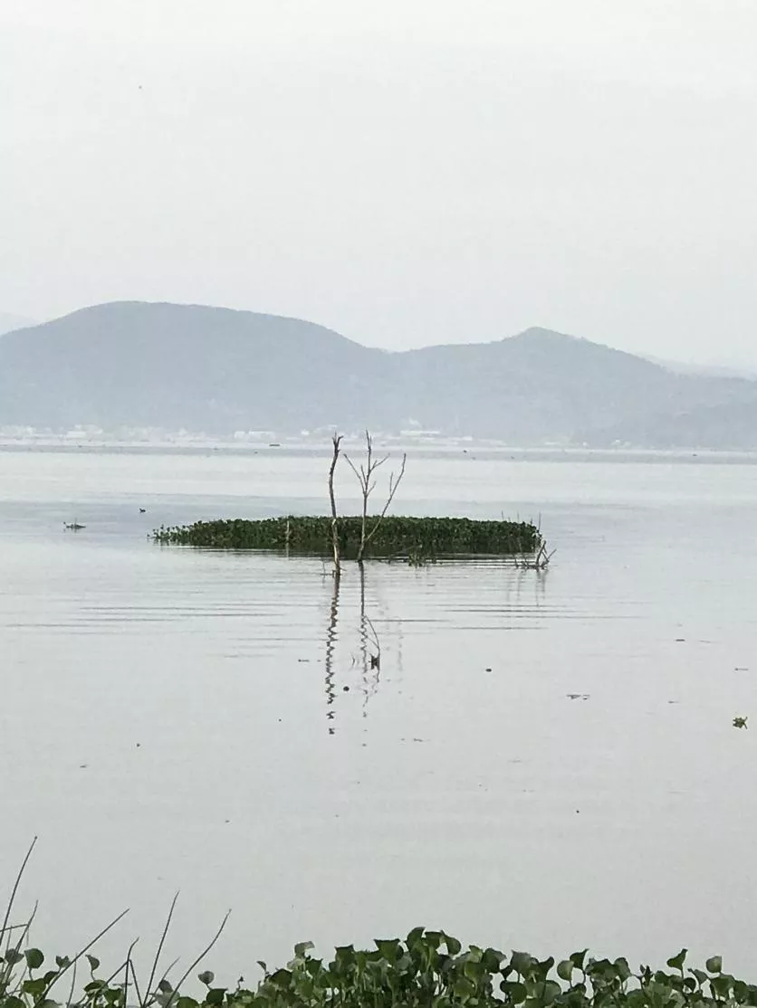 杞麓湖國(guó)家濕地公園自助旅游攻略