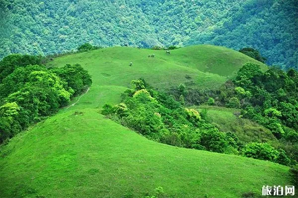 羅定八排山登山線路圖 八排山海拔高度多少