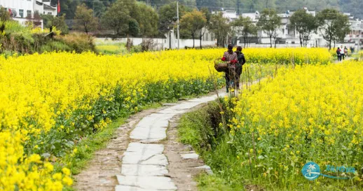 婺源什么時候去最好 婺源最佳旅游時間