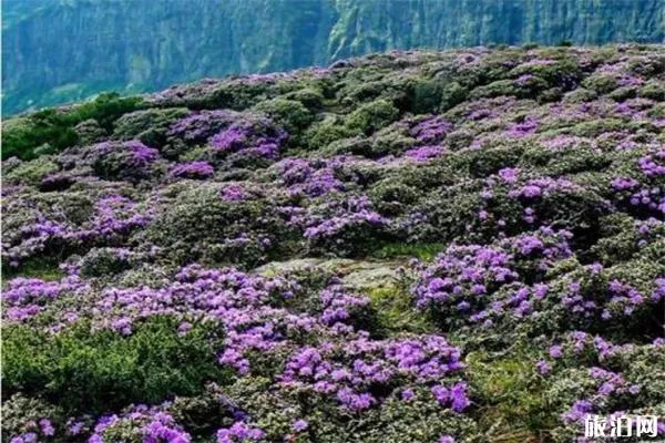 昆明轎子雪山杜鵑花什么時候開