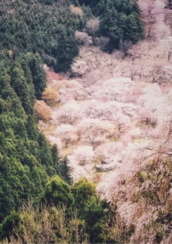 日本賞櫻花最佳地點(diǎn)