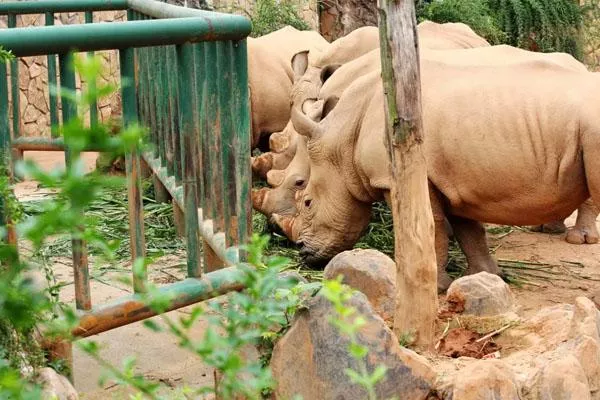 2022長沙生態(tài)動物園門票多少錢一張 附免費及優(yōu)惠政策