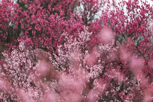 南京春季爬山旅游最佳去處