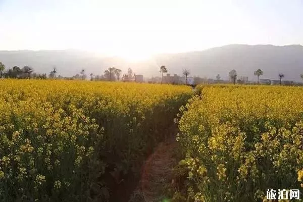 大理觀賞油菜花的地方 幾月份開放