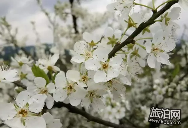 重庆梨花山游记 梨花山游玩攻略