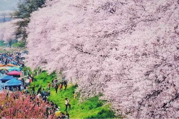 日本賞櫻花最佳地點(diǎn)