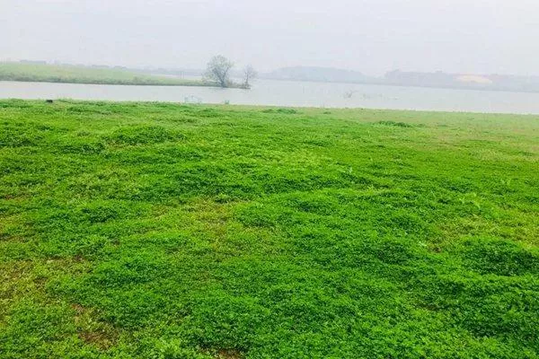 武漢江夏哪里有小眾露營地?江夏靶飛場、王金益附近這個地方強烈推薦