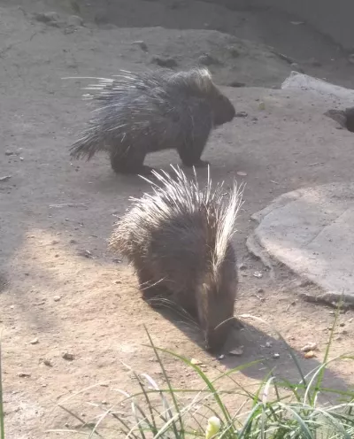 2018重慶動物園游記 重慶動物園好玩嗎