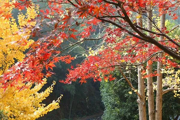 2020年12月岳麓山楓葉紅了嗎 岳麓山觀賞路線推薦