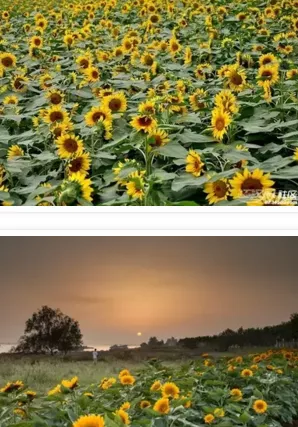 荊州向日葵花海在哪兒  荊州向日葵花海什么時候開園