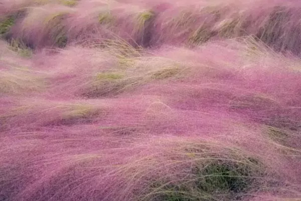 重慶附近粉黛子花海有哪些