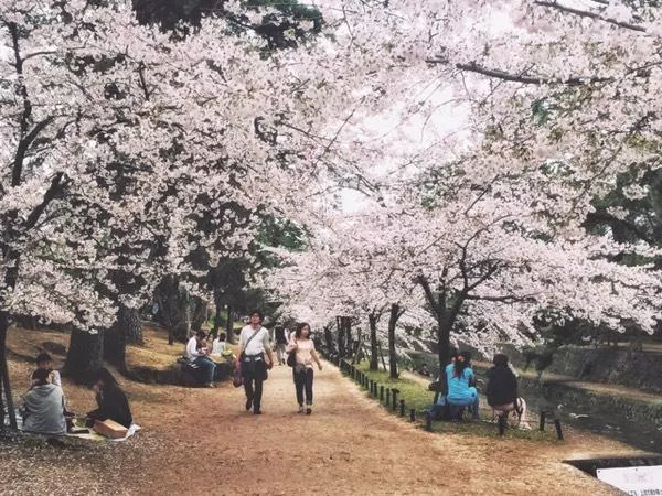 日本賞櫻花最佳地點(diǎn)