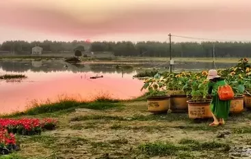 荊州向日葵花海在哪兒  荊州向日葵花海什么時候開園