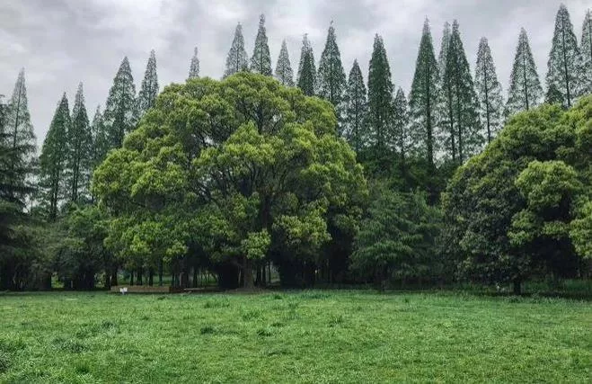 青巖古鎮(zhèn)旅游攻略 青巖古鎮(zhèn)旅游規(guī)劃