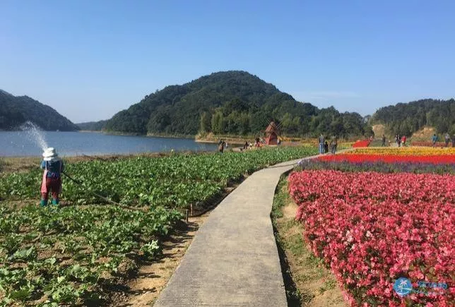 石門國家森林公園天池花海紅葉一日游