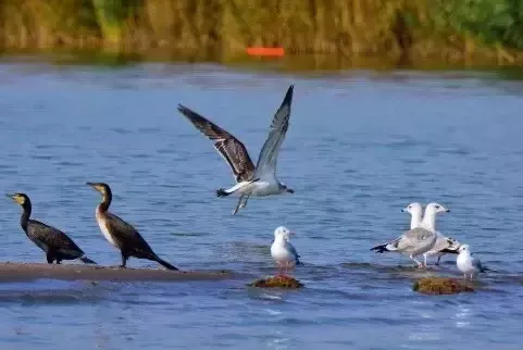 寧夏有哪些好看的湖泊  寧夏那些好看的湖泊在哪兒