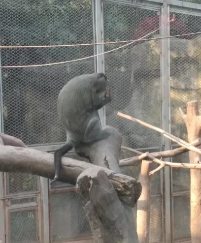 2018重慶動物園游記 重慶動物園好玩嗎