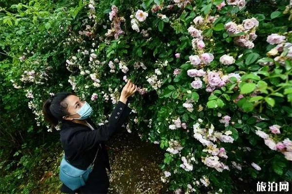 重慶綦江玫瑰園賞花時(shí)間 地址-交通指南