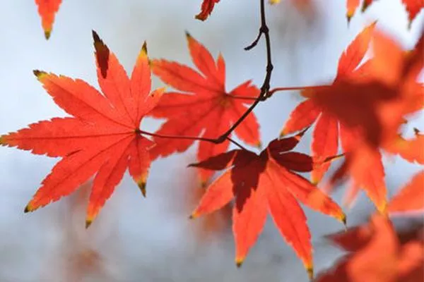 四川賞紅葉自駕游路線推薦