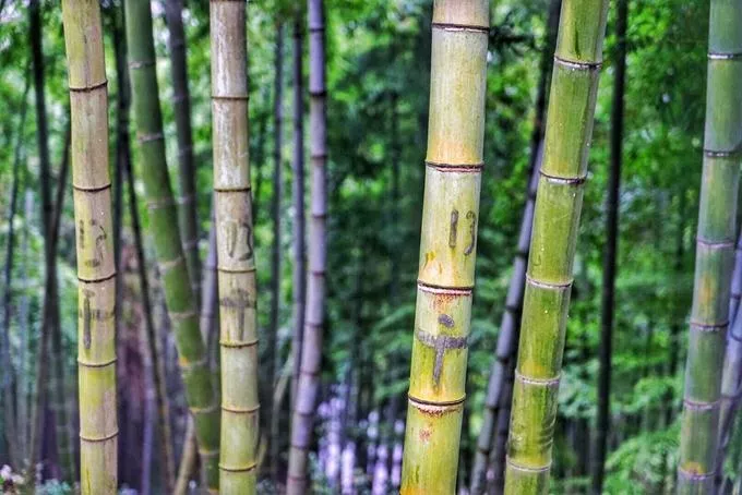 莫干山有什么好玩的 莫干山有哪些旅游景點