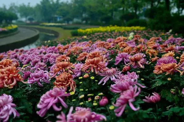 成都哪里有菊花觀賞好去處