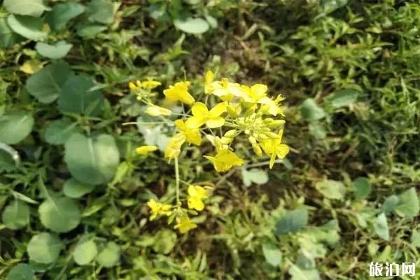 東莞橋頭蓮湖油菜花什么時(shí)候被鏟除