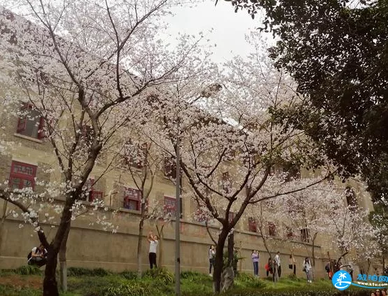 武漢大學(xué)櫻花好看嗎 武大賞櫻花游記