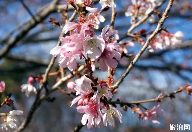 2022日本秋季櫻花盛開時(shí)間及景點(diǎn)推薦