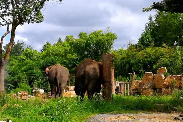 2022上海野生動物園門票多少一張 附優(yōu)惠政策及營業(yè)時間