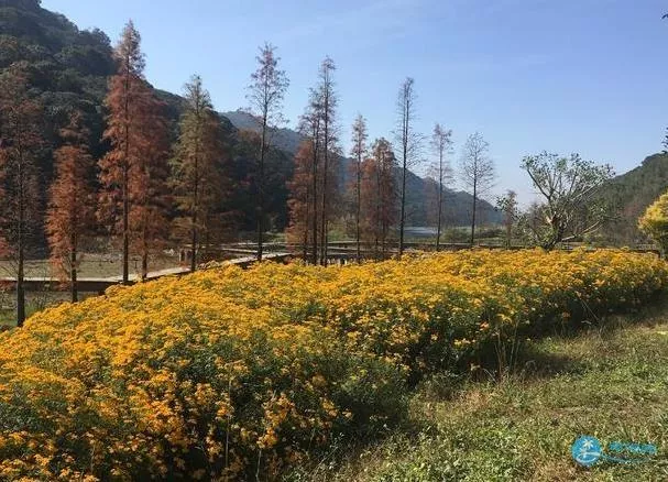 石門國家森林公園天池花海紅葉一日游