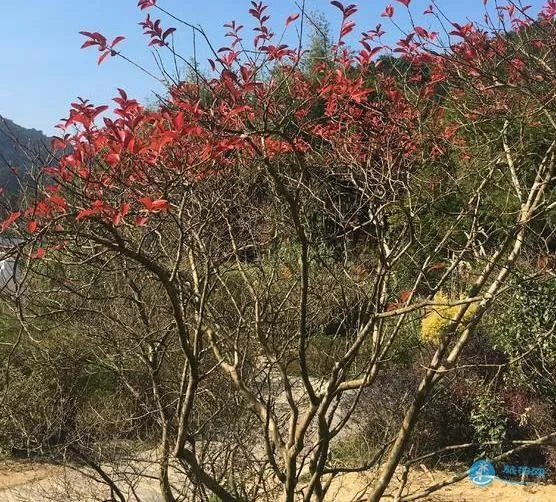 石門國家森林公園天池花海紅葉一日游