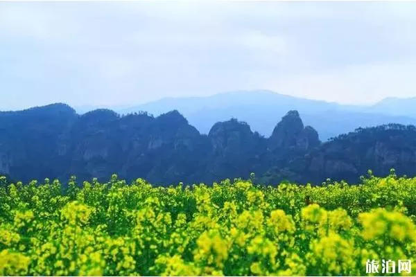 新昌后金山村油菜花什么時(shí)候開?