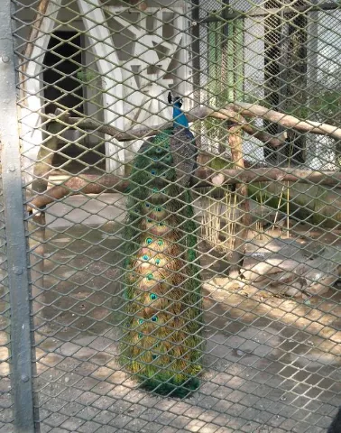 2018重慶動物園游記 重慶動物園好玩嗎