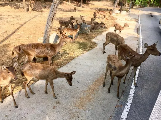 2017泰國清邁自由行旅游攻略