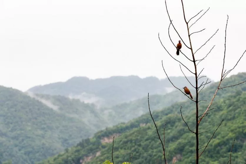 武當山自駕游旅游攻略 武當山自由行旅游游記