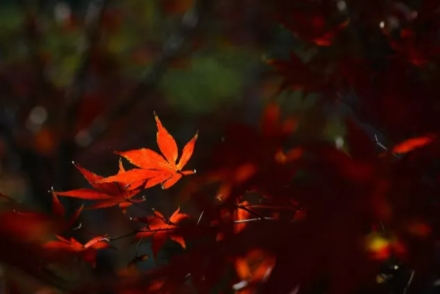 岳麓山的楓葉紅了嗎-觀賞路線推薦