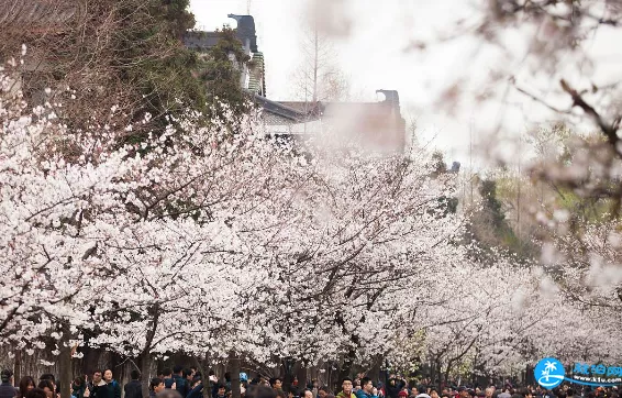 雞鳴寺櫻花什么時(shí)候開 南京雞鳴寺游記